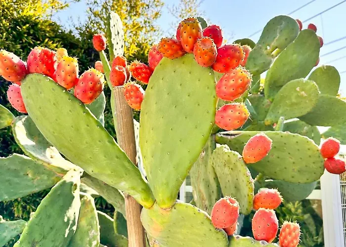 Rosa Del Mare - Fronte Mare Con Giardino Privato E Terrazza Vista Mare *